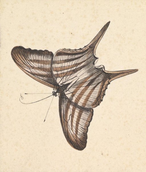 A Butterfly  by Nicolaas Struyk - Hand-Painted Oil Painting Reproduction