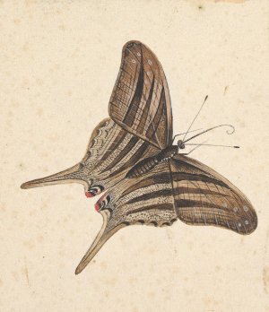 A Butterfly by Nicolaas Struyk Oil Painting