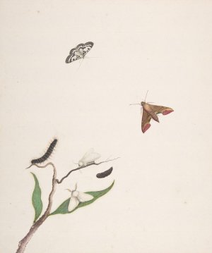 A Caterpillar and Two Moths on a Branch and Two Butterflies by Nicolaas Struyk Oil Painting