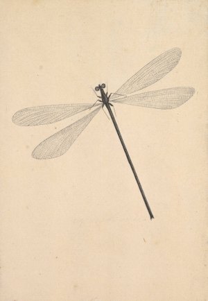 A Dragonfly by Nicolaas Struyk Oil Painting