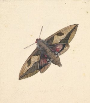 A Moth by Nicolaas Struyk Oil Painting