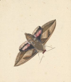 A Moth by Nicolaas Struyk Oil Painting