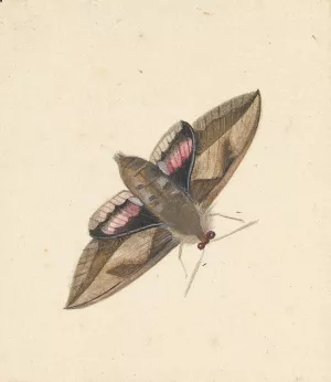 A Moth by Nicolaas Struyk Oil Painting
