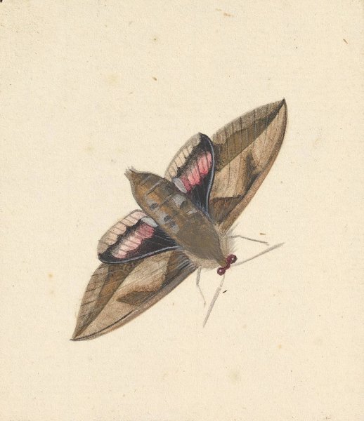 A Moth  by Nicolaas Struyk - Hand-Painted Oil Painting Reproduction