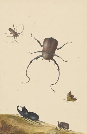 Four Beetles and a Flying Stink Bug by Nicolaas Struyk Oil Painting