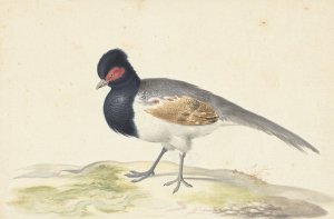 Vogel met grijze staartveren, zwarte kop met rode vlek, naar links by Nicolaas Struyk Oil Painting
