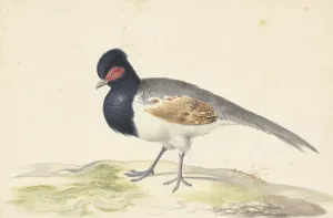 Vogel met grijze staartveren, zwarte kop met rode vlek, naar links Oil painting by Nicolaas Struyk