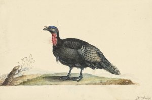 Vogel met zwarte veren en een rode krop, staande, naar links by Nicolaas Struyk Oil Painting