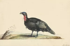 Vogel met zwarte veren en een rode krop, staande, naar links by Nicolaas Struyk Oil Painting