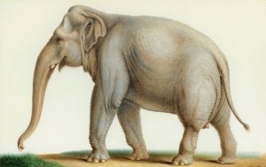 An Indian Elephant by Nicolas Huet The Younger Oil Painting