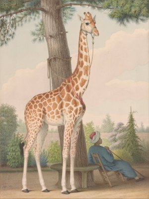 Study of the Giraffe Given to Charles X by the Viceroy of Egypt by Nicolas Huet The Younger Oil Painting