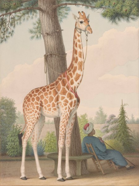 Study of the Giraffe Given to Charles X by the Viceroy of Egypt  by Nicolas Huet The Younger - Hand-Painted Oil Painting Reproduction