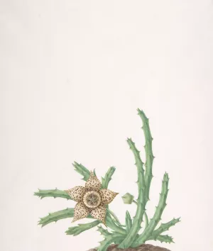 A Stapelia Variegata by Nicolas Robert Oil Painting