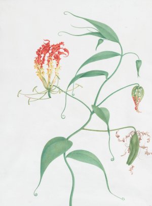 Gloriosa Superba by Nicolas Robert Oil Painting