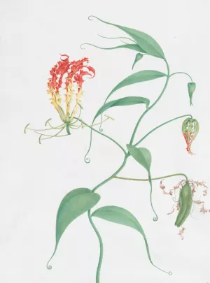 Gloriosa Superba Oil painting by Nicolas Robert