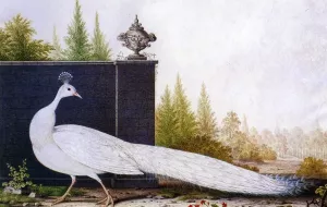 The White Peacock Oil painting by Nicolas Robert