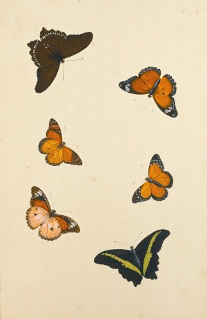 Studies Of Six Butterflies by Nicolas Struyk Oil Painting