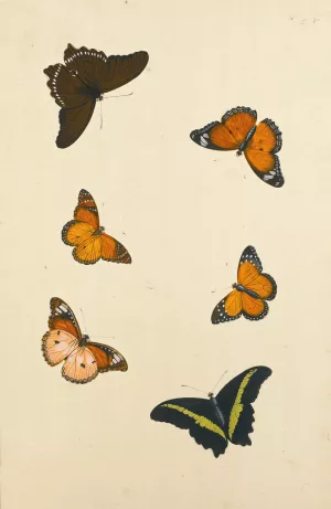 Studies Of Six Butterflies Oil painting by Nicolas Struyk