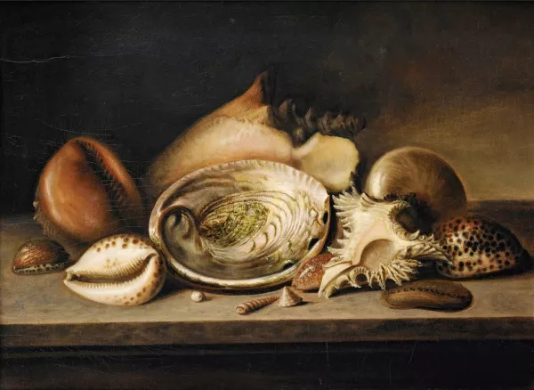 Tropical Sea Shells On A Stone Ledge, Including A Conch, A Giant Murex ...