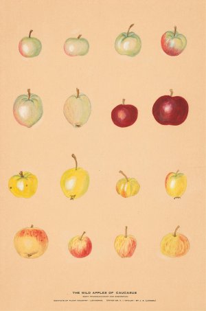 The Wild Apples of Caucasus by Nikolai Ivanovich Vavilov Oil Painting