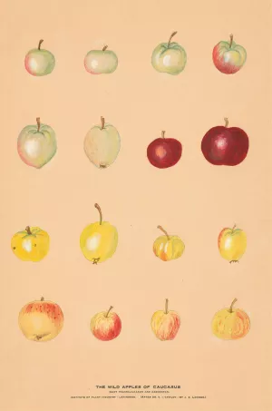 The Wild Apples of Caucasus by Nikolai Ivanovich Vavilov Oil Painting