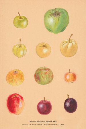 The Wild Apples of Middle Asia 2 by Nikolai Ivanovich Vavilov Oil Painting