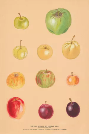 The Wild Apples of Middle Asia 2 by Nikolai Ivanovich Vavilov Oil Painting