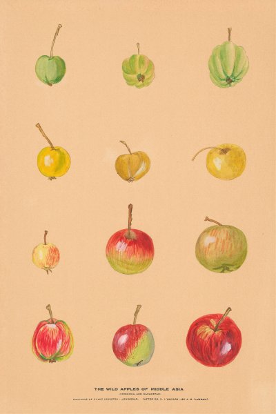 The Wild Apples of Middle Asia by Nikolai Ivanovich Vavilov - Hand-Painted Oil Painting Reproduction