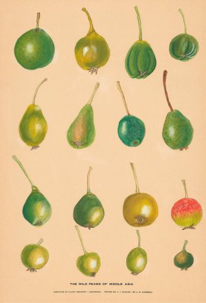 The Wild Pears of Middle Asia by Nikolai Ivanovich Vavilov Oil Painting