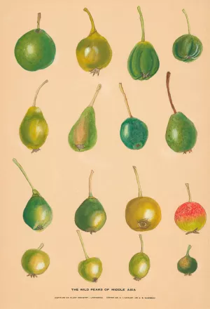 The Wild Pears of Middle Asia by Nikolai Ivanovich Vavilov Oil Painting