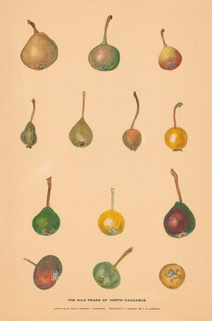 The Wild Pears of North Caucasus by Nikolai Ivanovich Vavilov Oil Painting