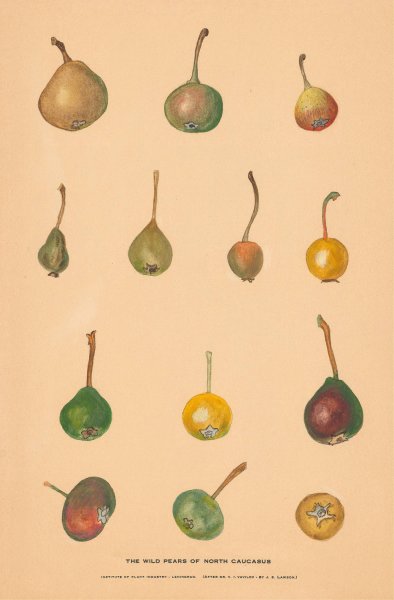 The Wild Pears of North Caucasus by Nikolai Ivanovich Vavilov - Hand-Painted Oil Painting Reproduction