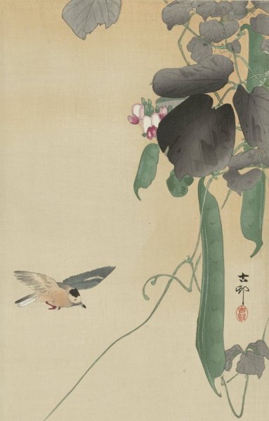 Main Product Photo of Bird at flowering bean plant  Painting by Ohara Koson