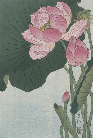 Blooming lotus flowers by Ohara Koson Oil Painting