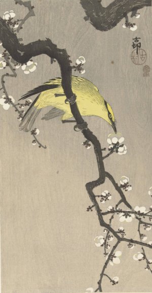 Chinese golden oriole on plum blossom branch by Ohara Koson Oil Painting