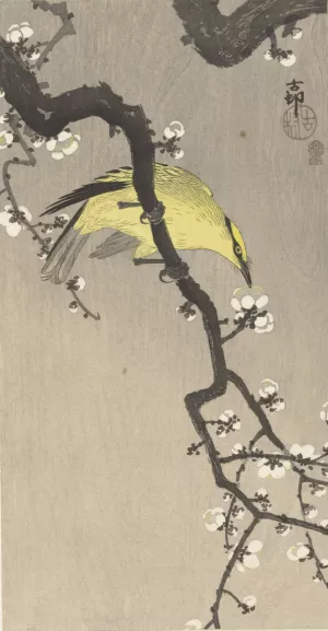 Chinese golden oriole on plum blossom branch by Ohara Koson Oil Painting