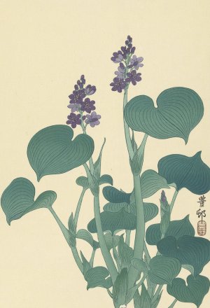 Flowering hosta by Ohara Koson Oil Painting