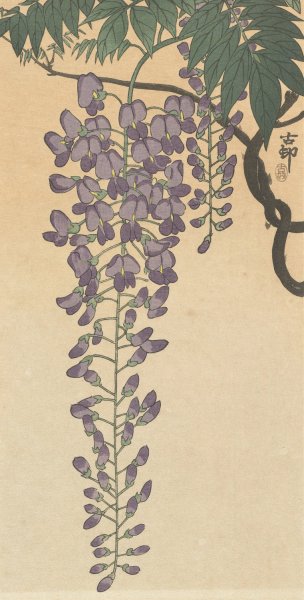 Flowering wisteria by Ohara Koson - Hand-Painted Oil Painting Reproduction