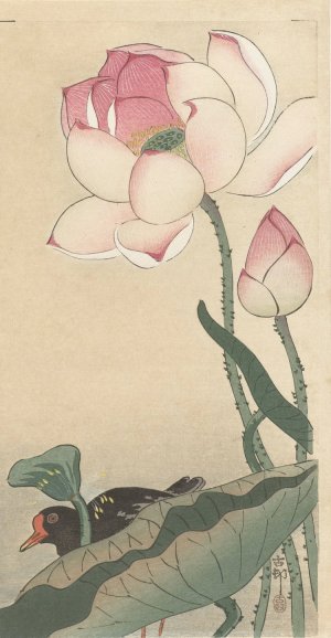 Gallinule with Lotus Flowers by Ohara Koson Oil Painting