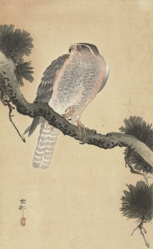 Hawk on pine branch by Ohara Koson Oil Painting