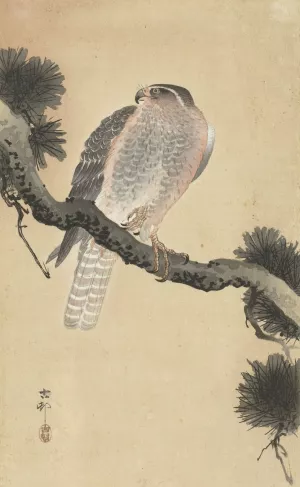 Hawk on pine branch by Ohara Koson Oil Painting