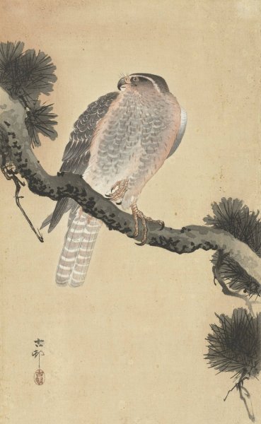 Hawk on pine branch  by Ohara Koson - Hand-Painted Oil Painting Reproduction
