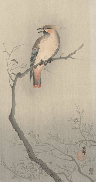 Japanese waxwing on branch  by Ohara Koson - Hand-Painted Oil Painting Reproduction
