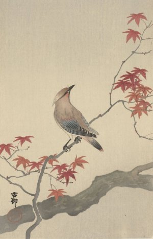 Japanese waxwing on maple by Ohara Koson Oil Painting