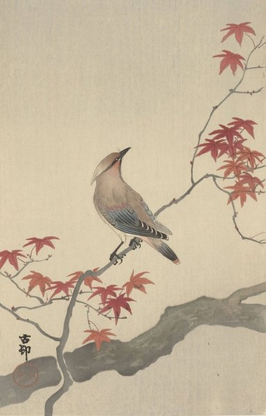 Japanese waxwing on maple  by Ohara Koson - Hand-Painted Oil Painting Reproduction