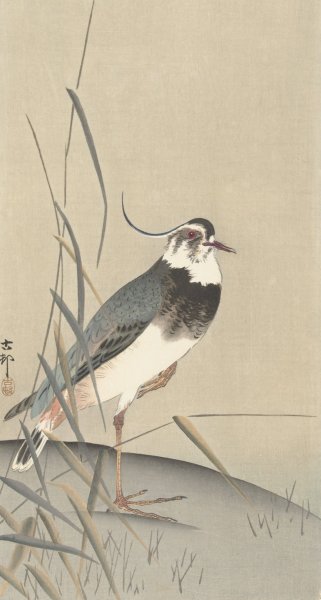 Main Product Photo of Lapwing and reed  Painting by Ohara Koson