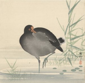 Moorhen by Ohara Koson Oil Painting