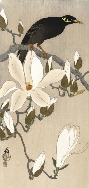 Myna on Magnolia Branch by Ohara Koson Oil Painting