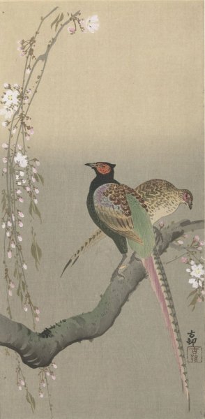 Pair of pheasants and cherry blossom by Ohara Koson Oil Painting