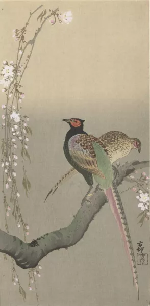 Pair of pheasants and cherry blossom by Ohara Koson Oil Painting